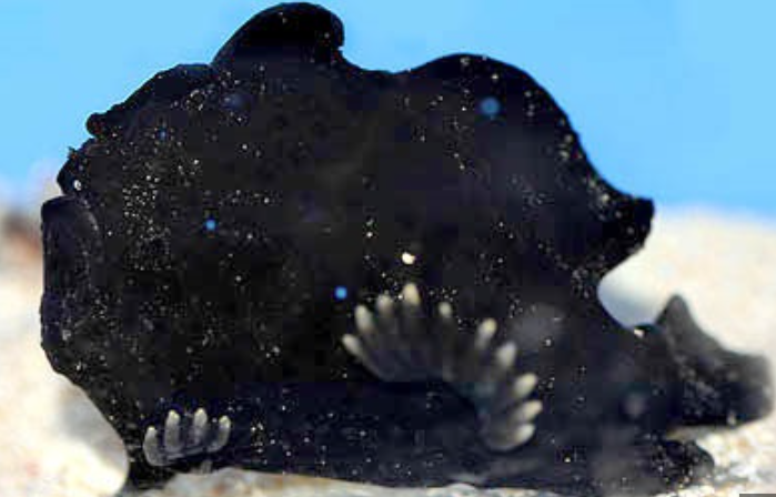 Black Angler