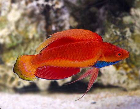 Blue Throat Sailfin Fairy Wrasse