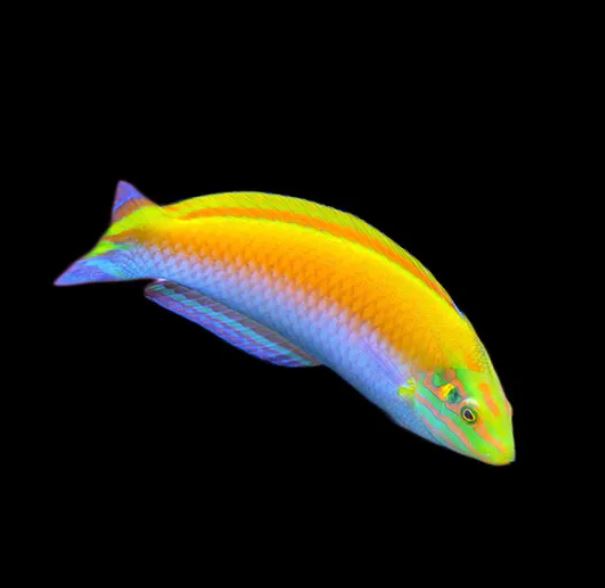 Canarytop Wrasse