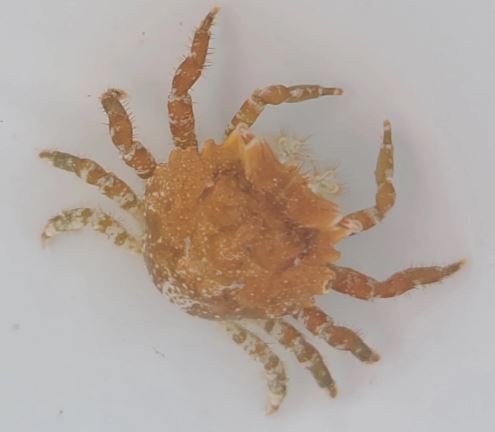 Live 6/11/26 Pithos Crab