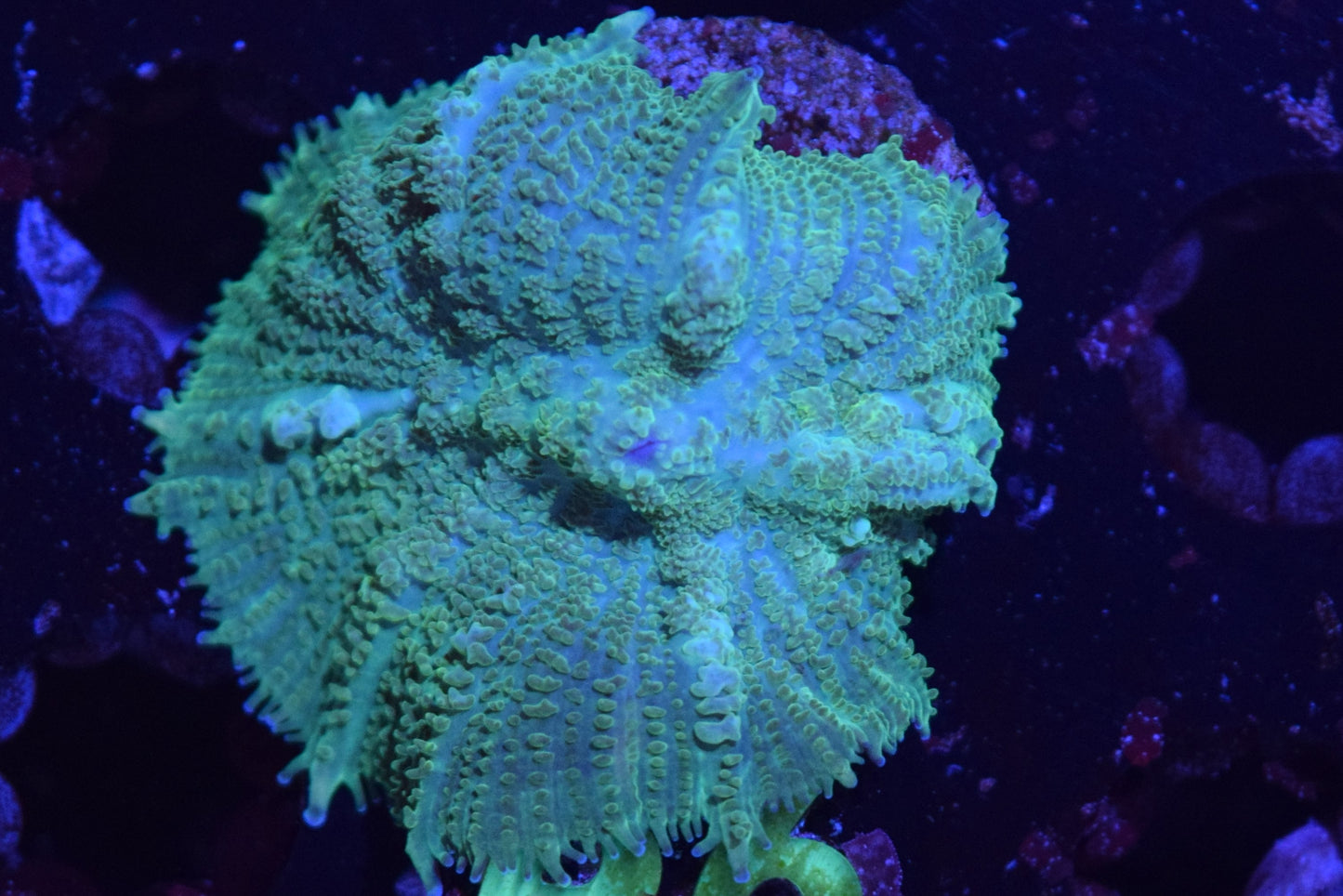 B6 6/3 Kryptonite Rhodactis