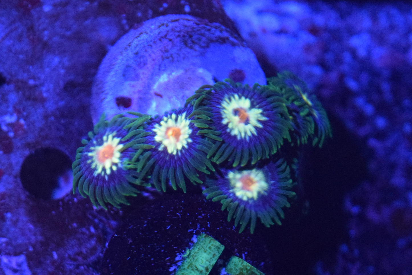 J1 6/3 Daisy Cutter Zoas