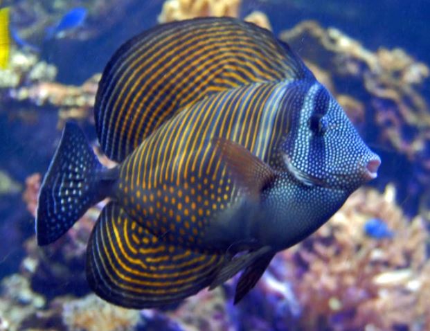 Live 6/4/26 Desjardini Sailfin Tang