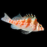 Live 6/4/26 Falco Hawkfish