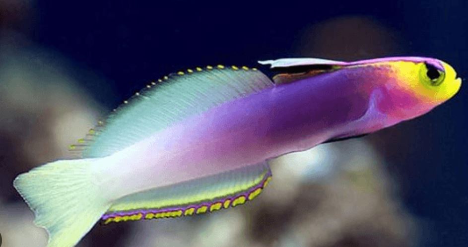 Helfrich's Firefish Goby