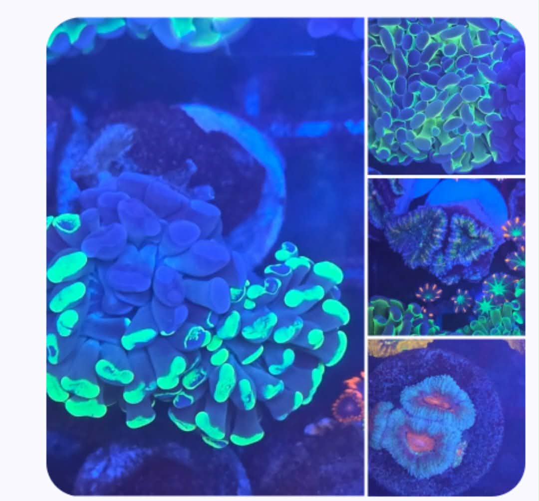 8/21/26 LKR Custom Sale (Hologram Hammer, Splatter Hammer, Red Teal Acan, Blue Green Acan)