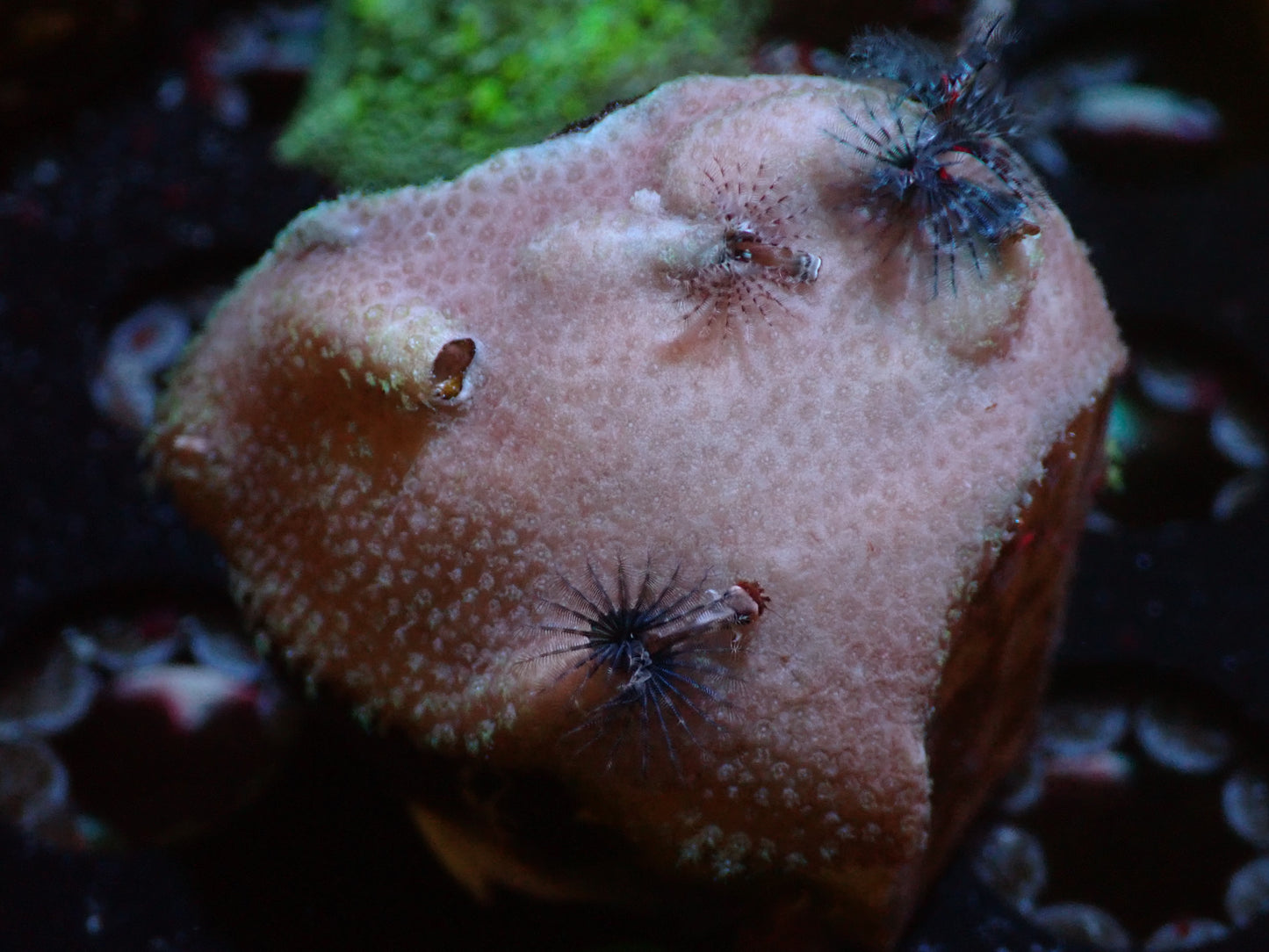 CSC Christmas Tree Worm 7/18/24