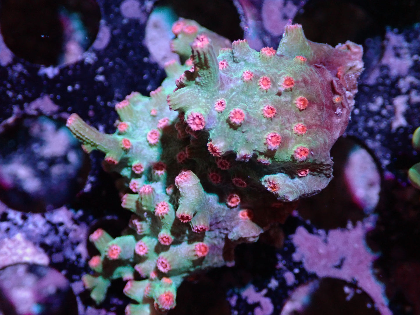7/3/24 DHC Branching Cyphastrea ended