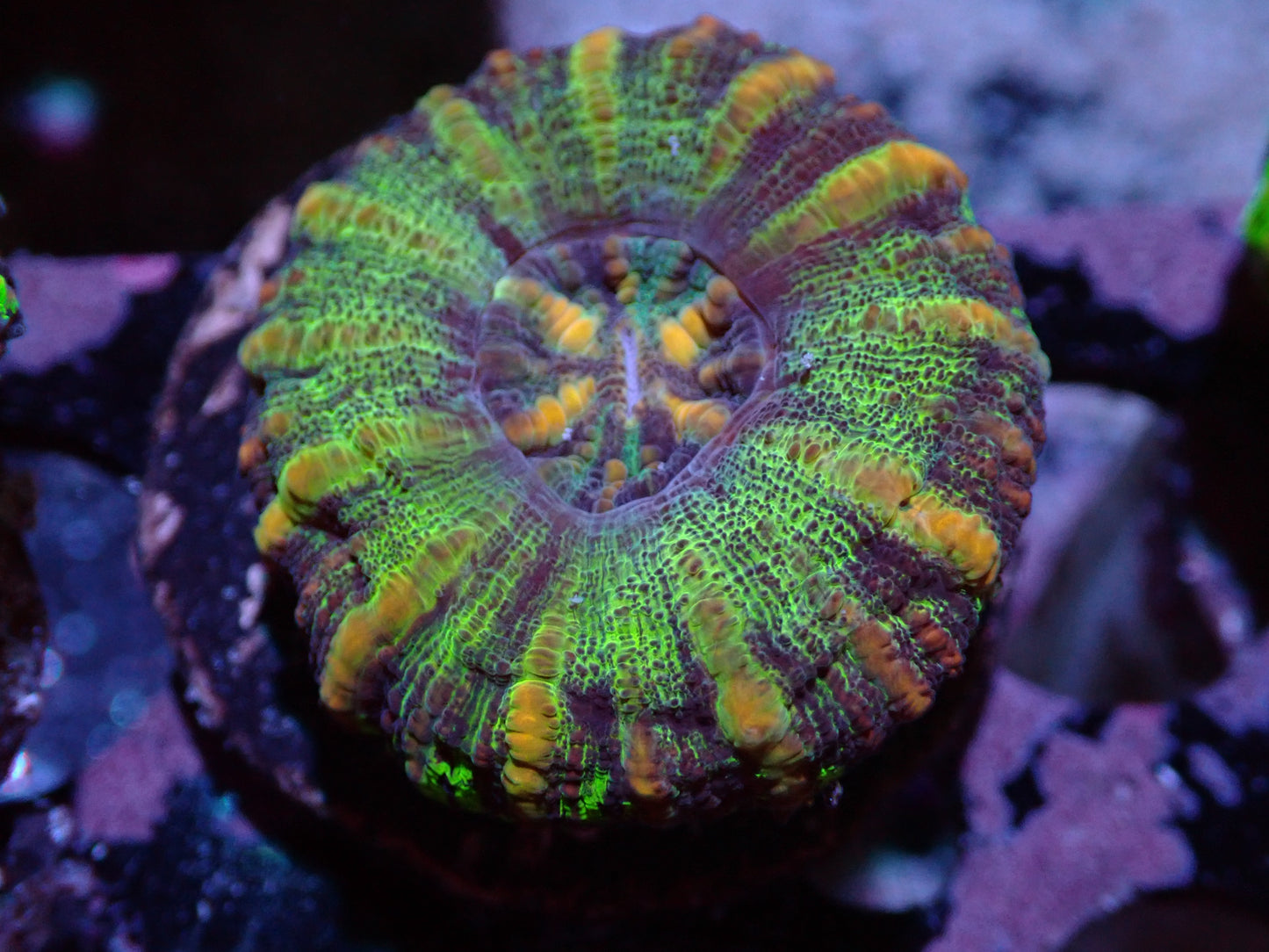 7/3/24 DHC Purple/Gold Button Scoly ended
