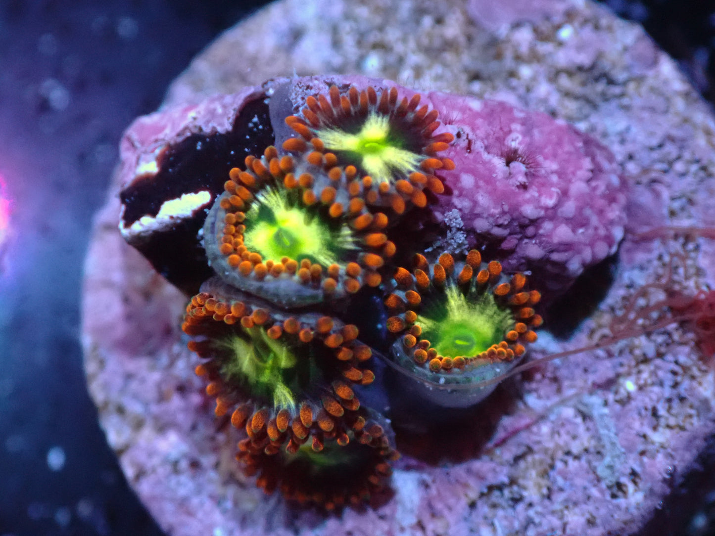7/3/24 LKR Japanese Sunburst Zoas ended