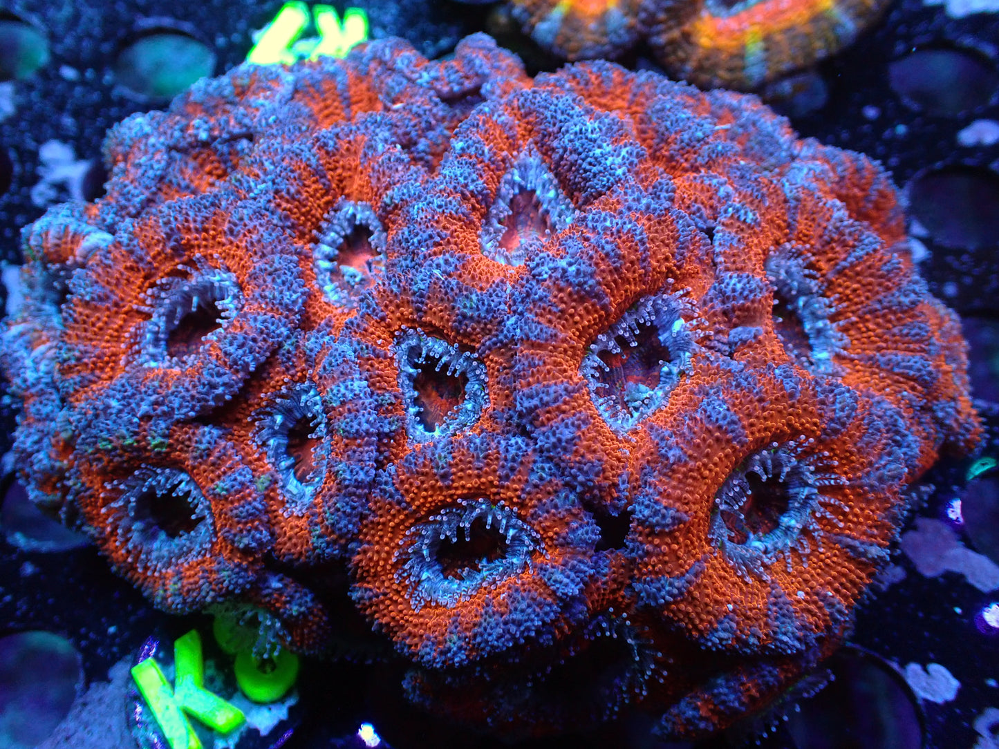 K8 7/3/24 JRA Superman Acan Colony ended