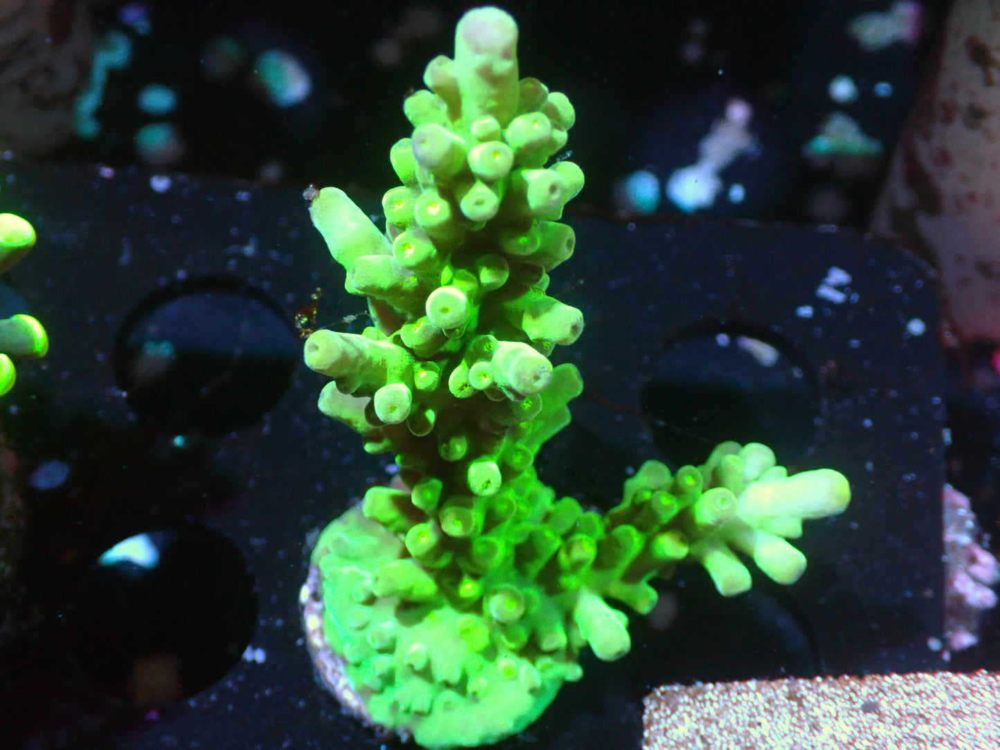 7/3/24 GWC Frog Skin Acropora ended