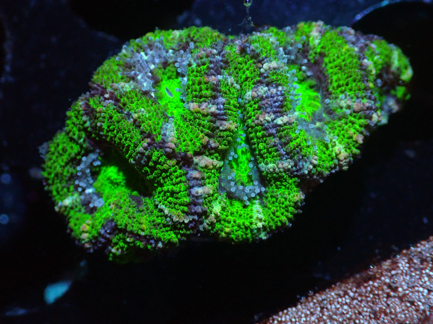 7/3/24 GWC Green/Purple/Pink Ultra Acan ended