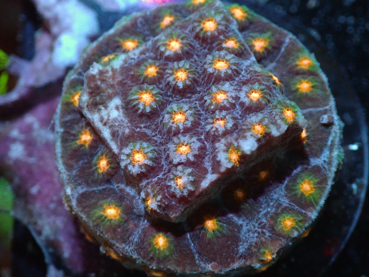 7/3/24 RWZ Bling Bling Cyphastrea ended