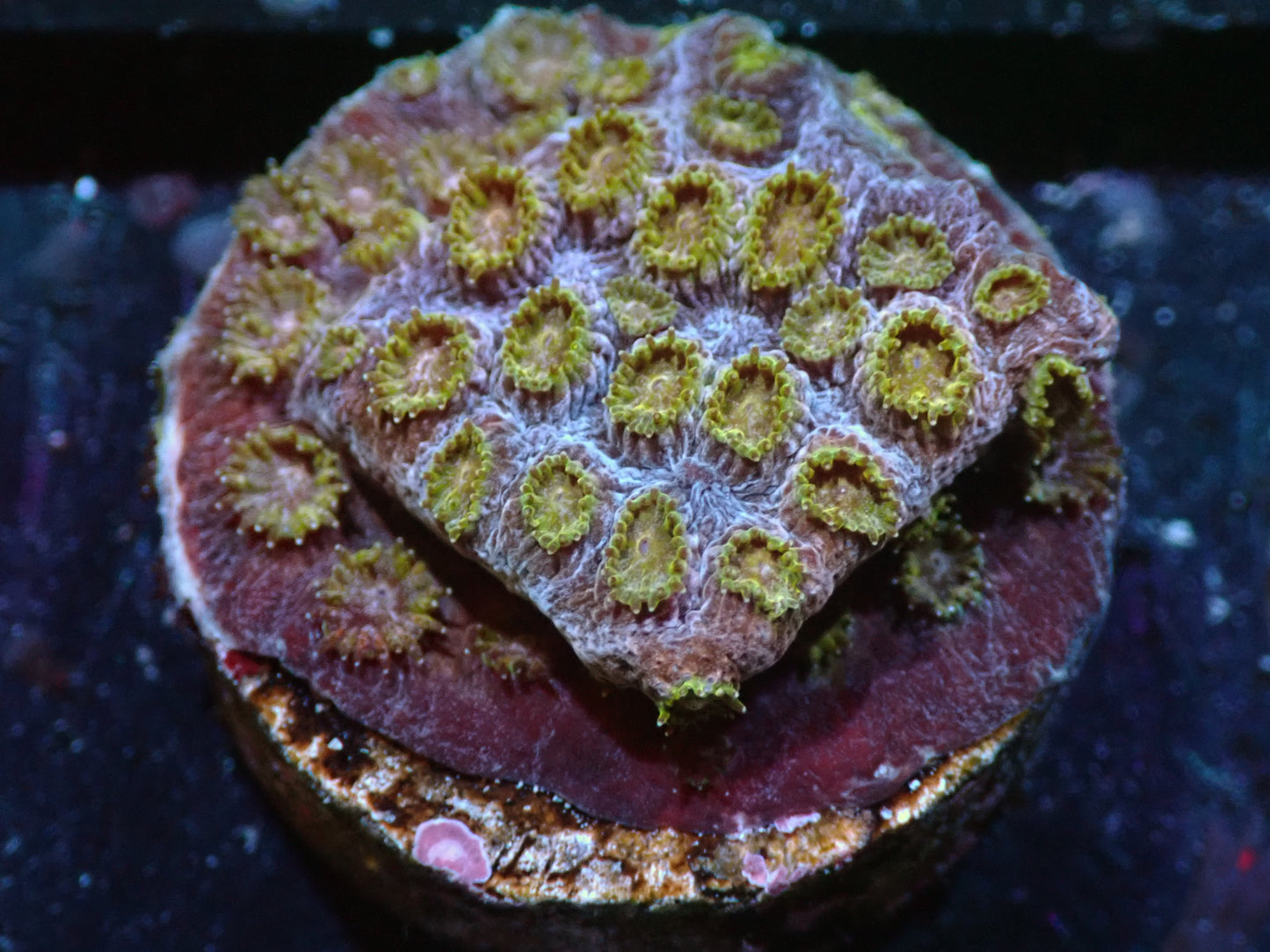 7/3/24 RWZ Flaming Plum Cyphastrea ended