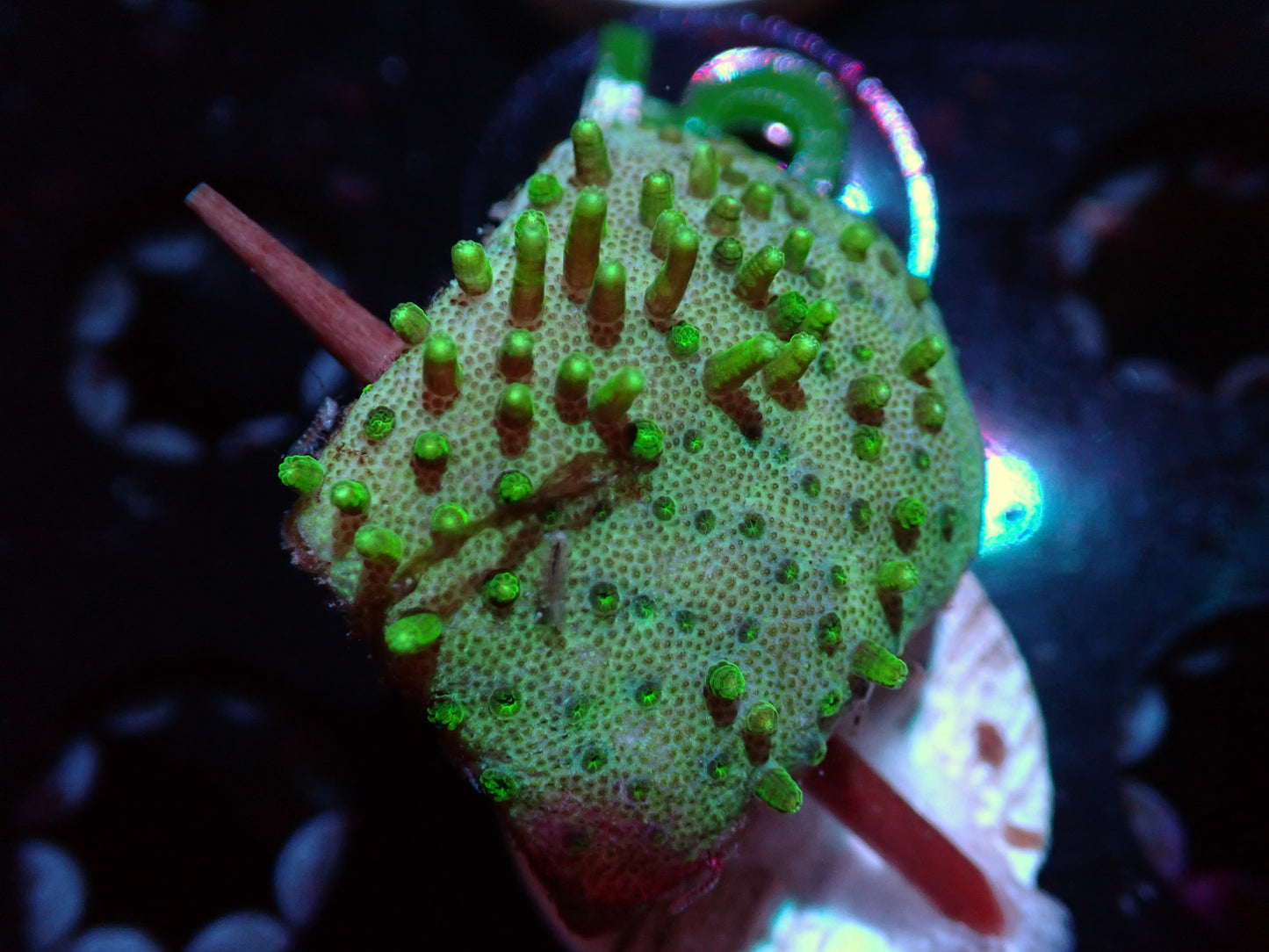 7/3/24 CSC Japanese Neon Green Toadstool ended