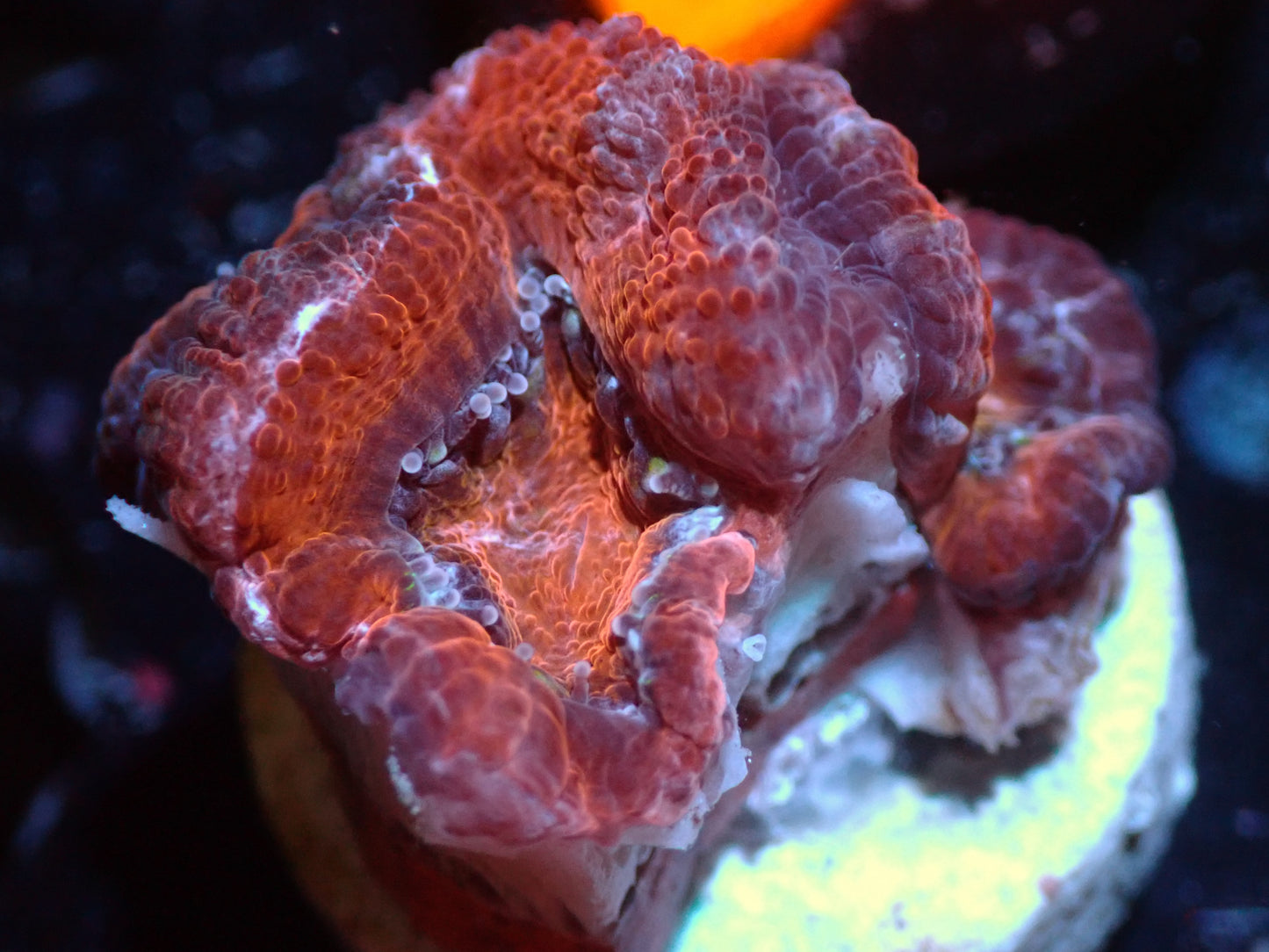 7/3/24 CSC Red/Orange Acan 3H ended