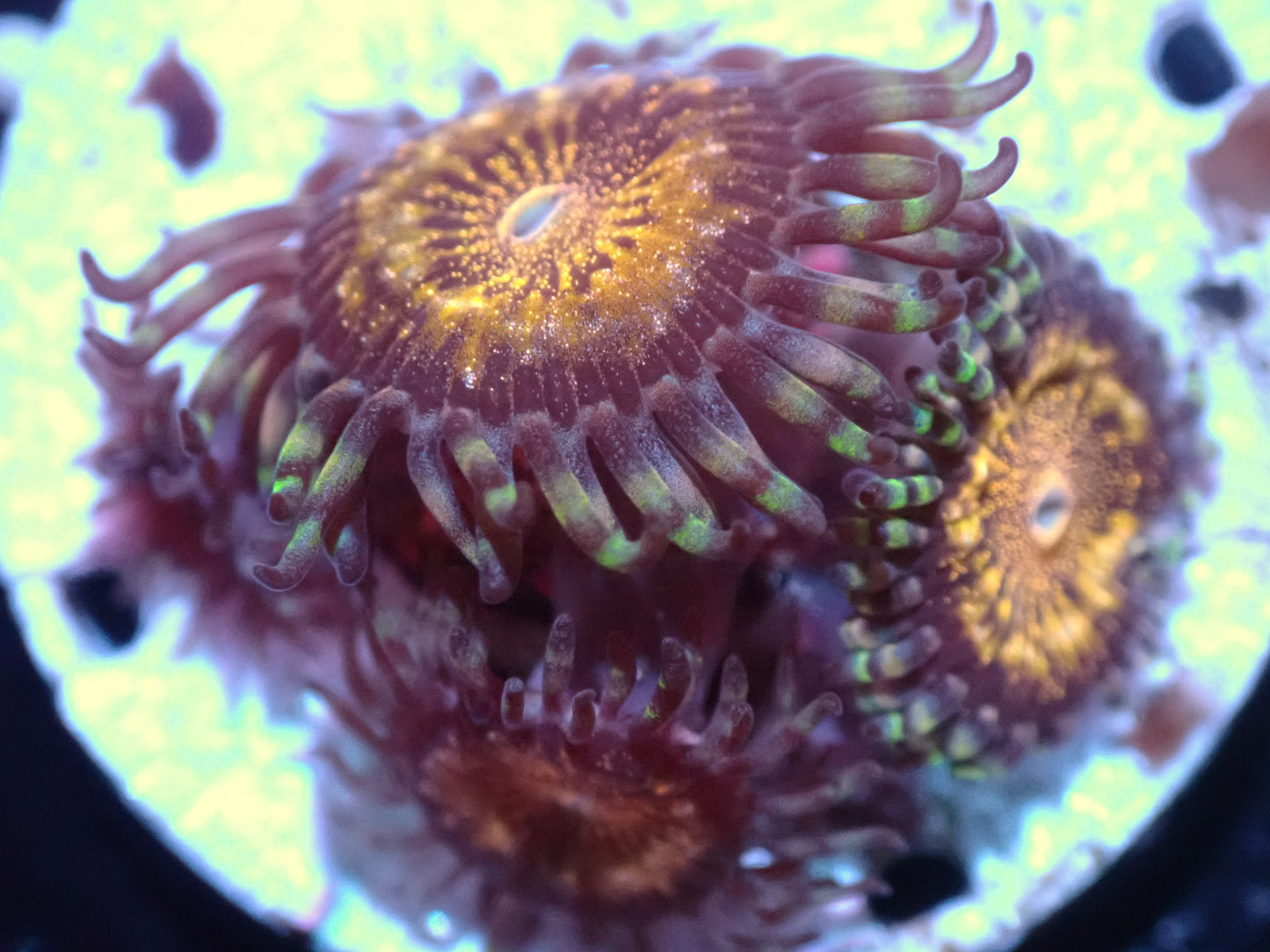 7/3/24 CSC Pandora Zoas ended