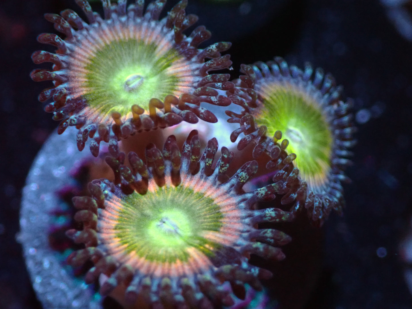 7/3/24 CSC Sunny D Zoas ended