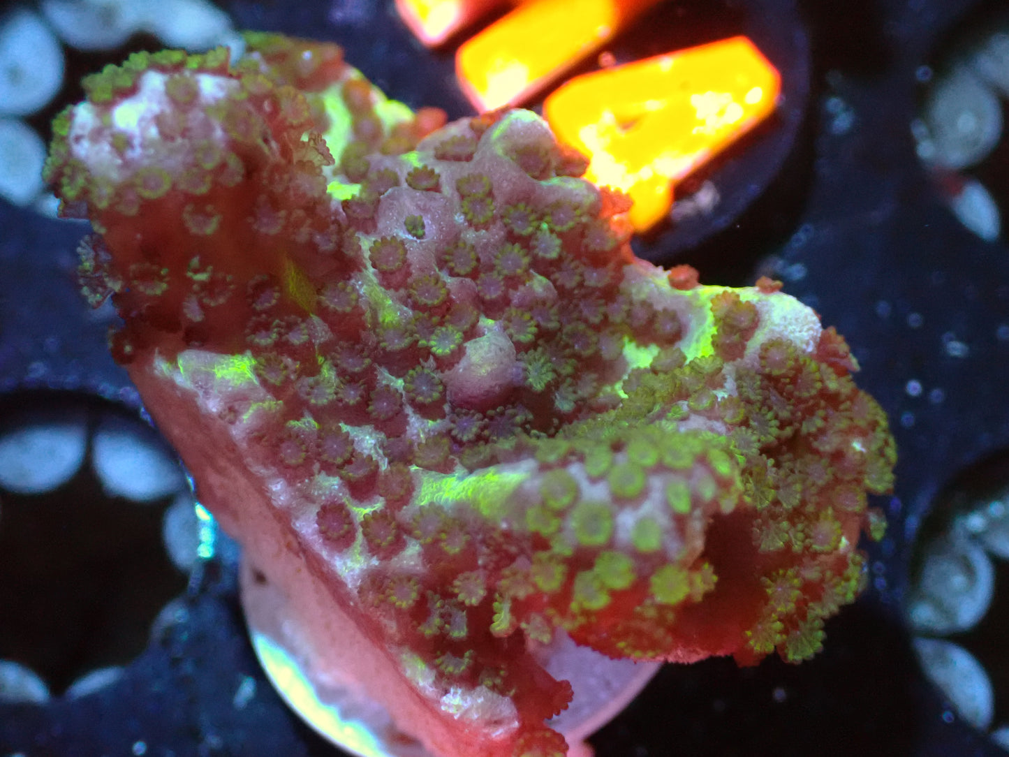 7/3/24 CSC Montipora Spongeodes ended