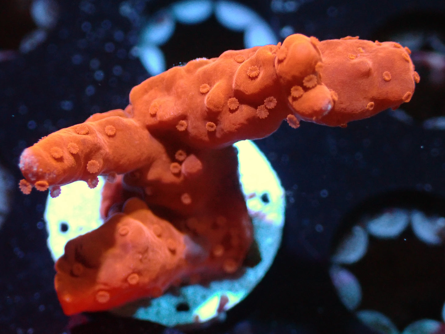7/3/24 CSC Montipora Setosa ended