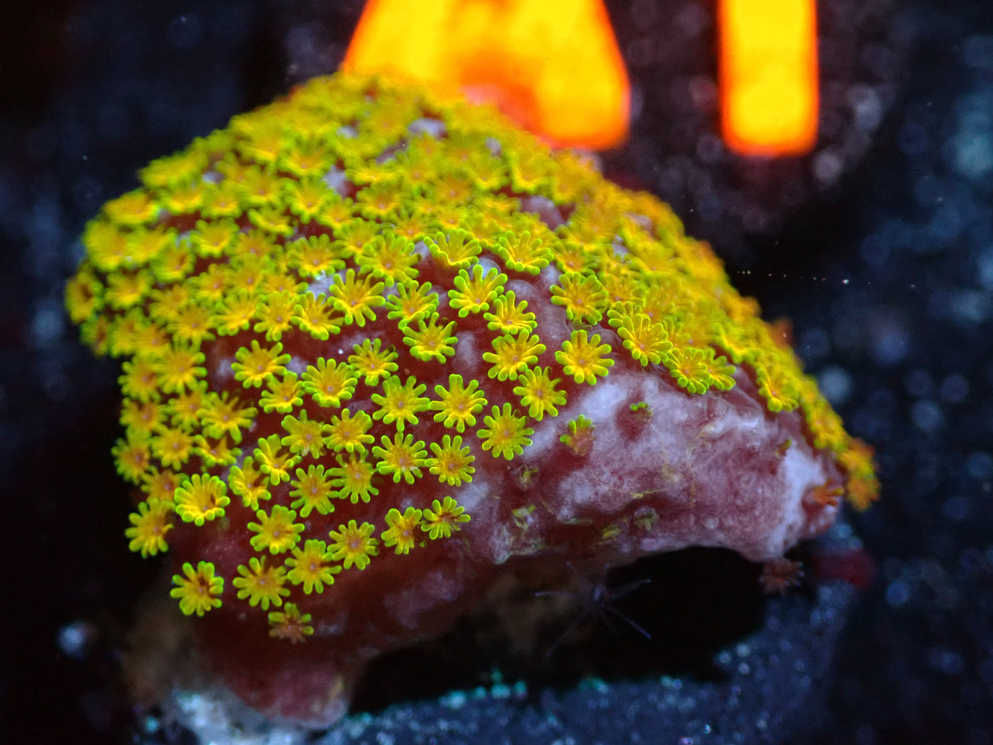 CSC Rainbow Montipora 7/10/24 ended