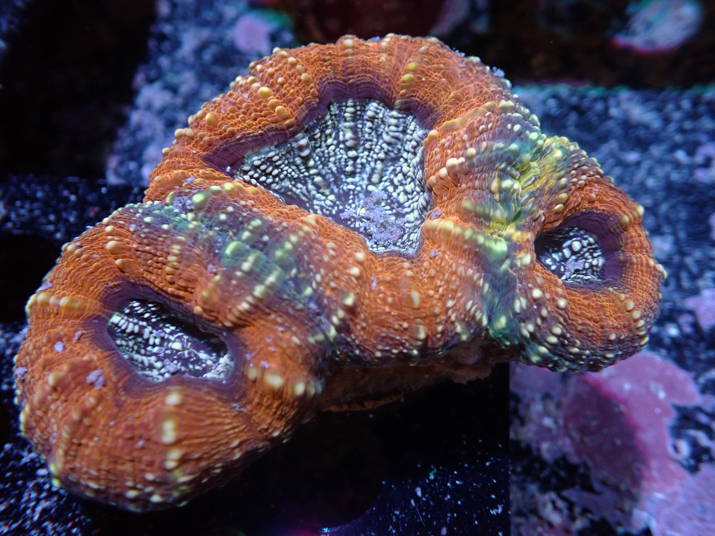 DHC Ultra Lobophyllia 7/10/24 ended