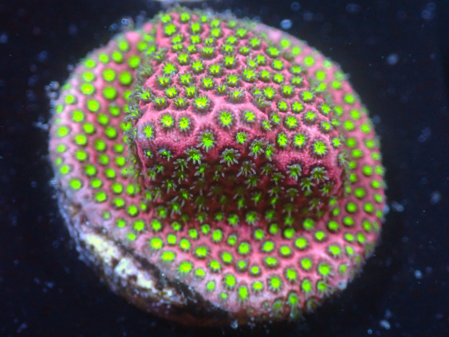 GWC Electric Daisy Stylocoenellia 7/10/24 ended