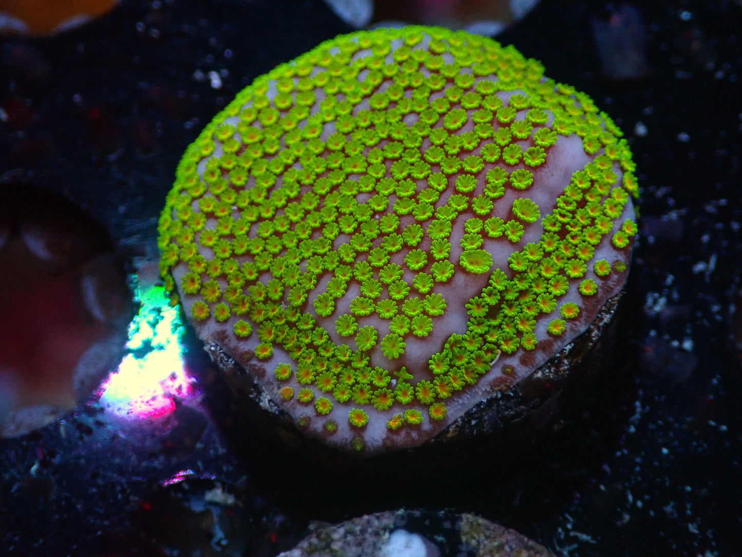 RWZ Poker Star Montipora 7/10/24 ended