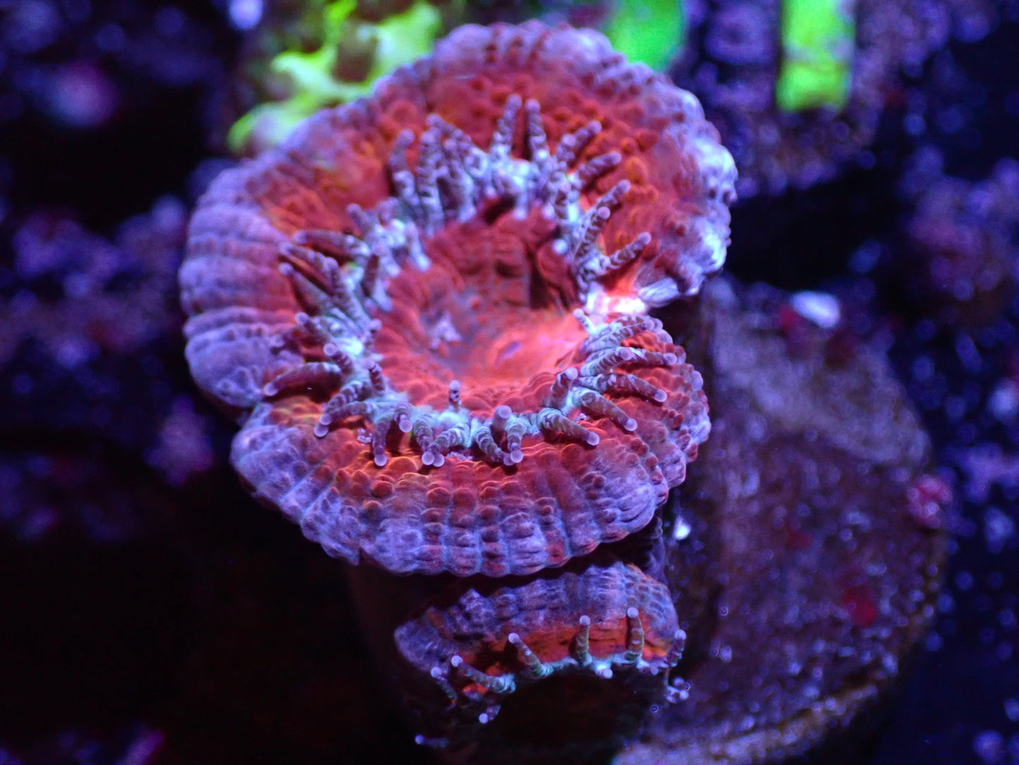 B2 04/22 Red And Blue Acan