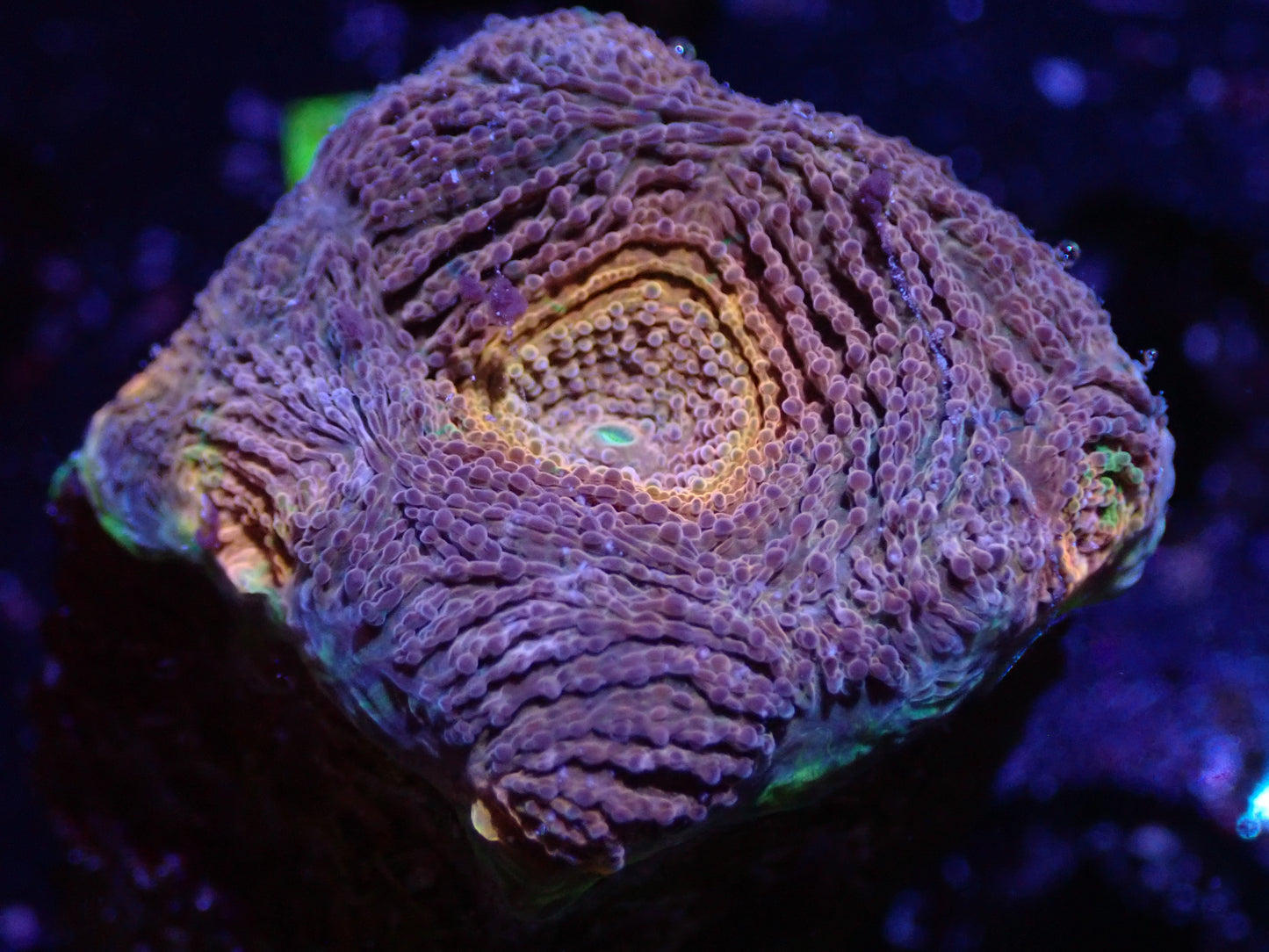 B5 04/22 Orange Eye Echinata