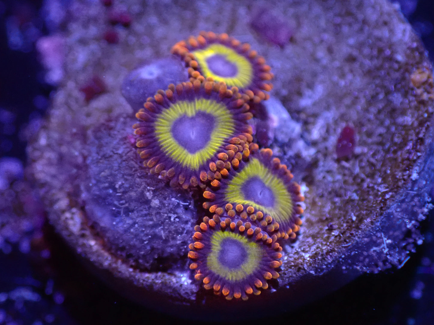D2 04/22 Froot Loop Zoas