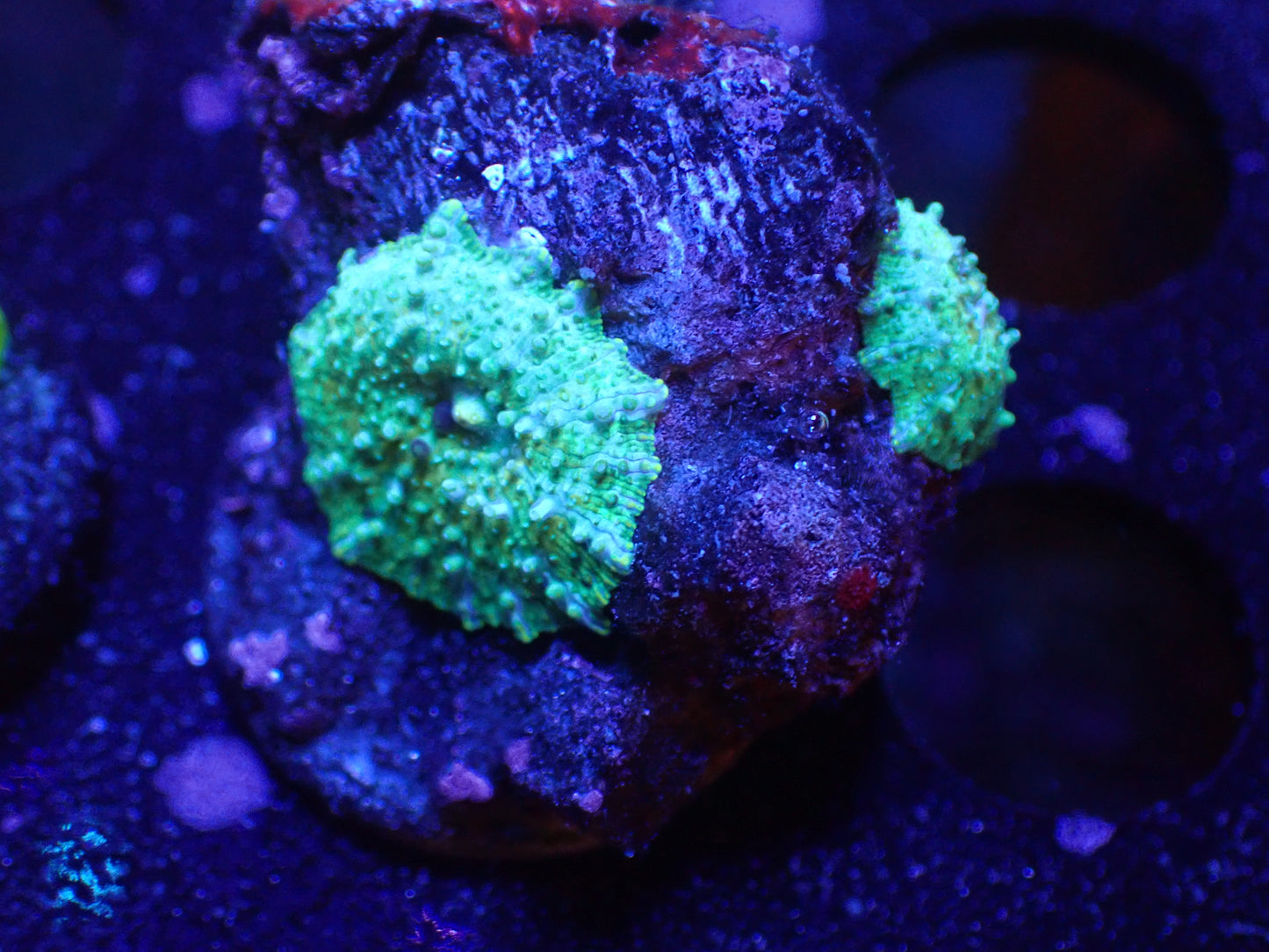 L3 04/22 JRA Cool Yellowish Discosomma 2P