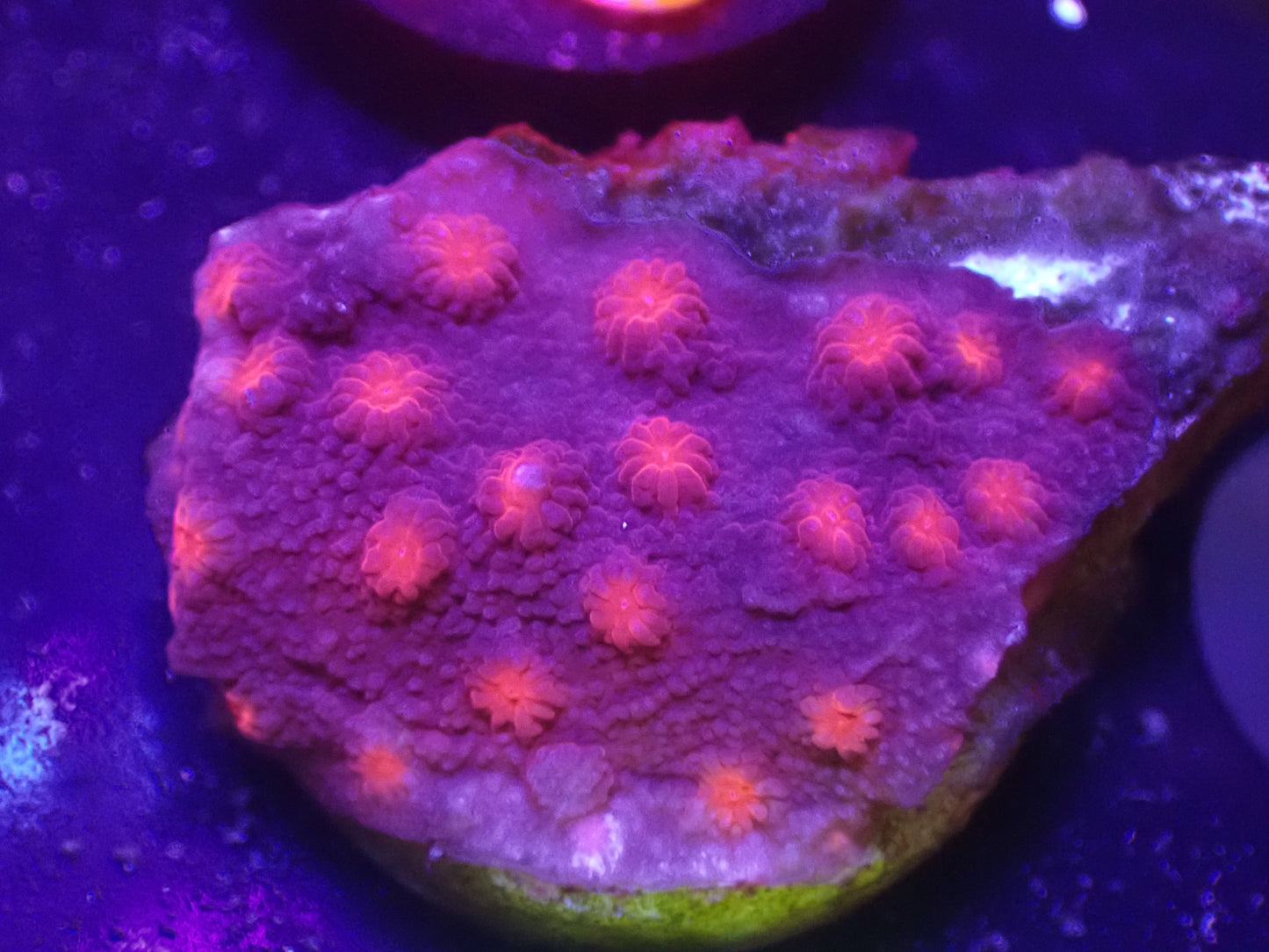 M2 04/22 LYNNS Red Brick Cyphastrea