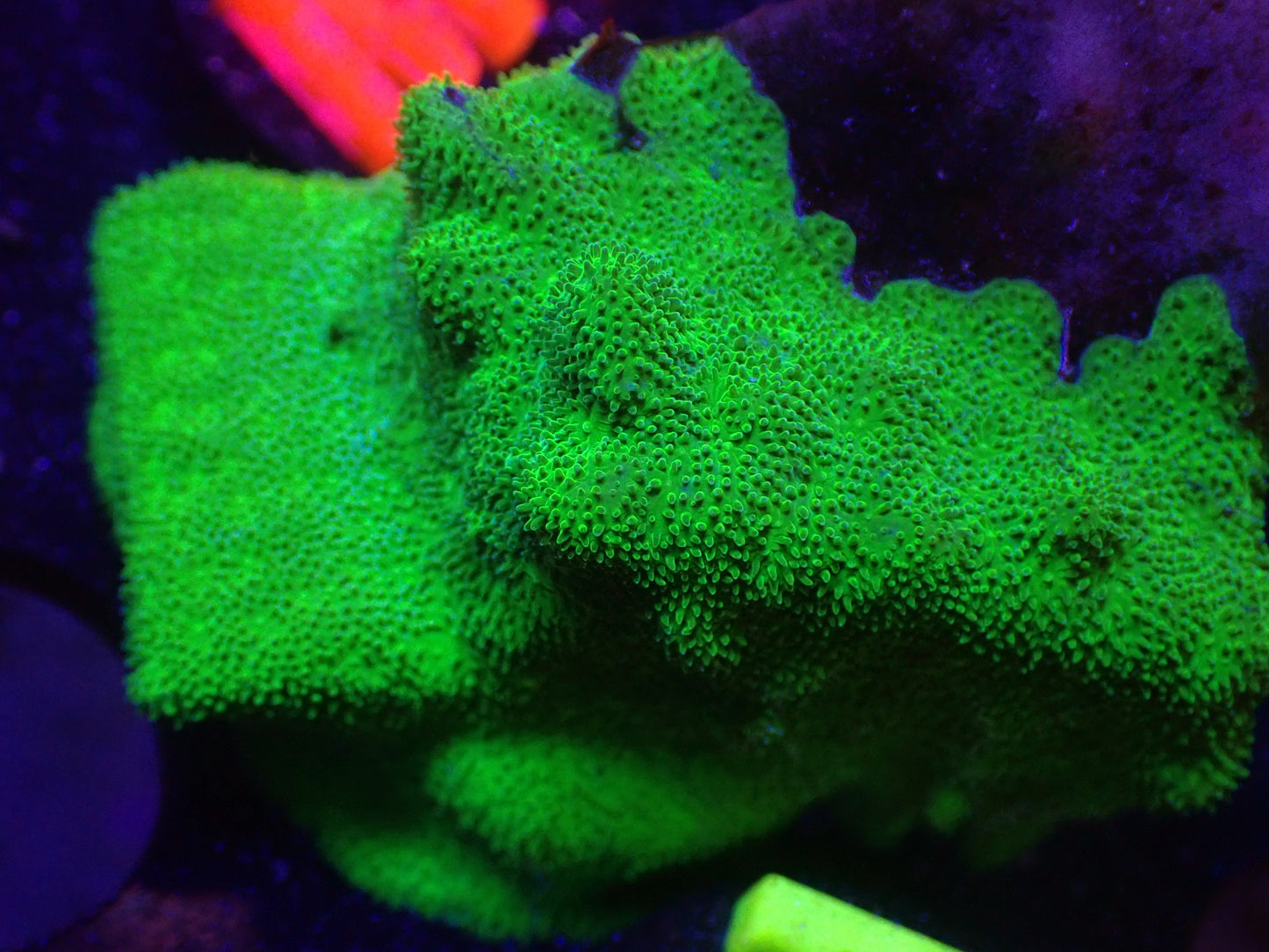 M4 04/22 LYNNS Green Pavona