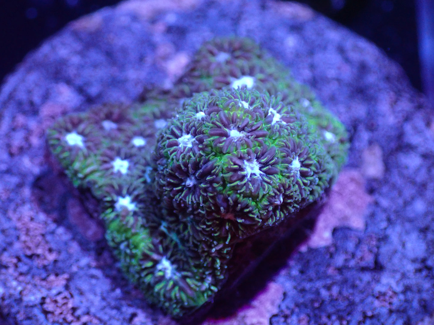 P1 04/22 DHC Green/Blue Leptastrea