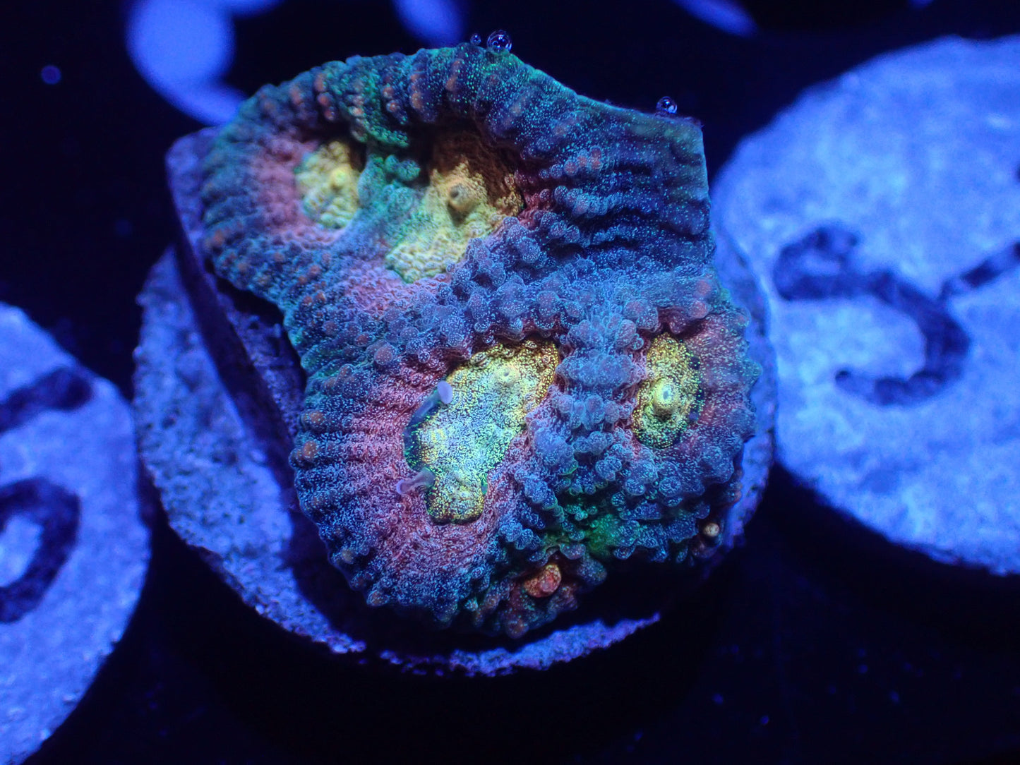 S6 04/22 STICKS Angel Eye Favia