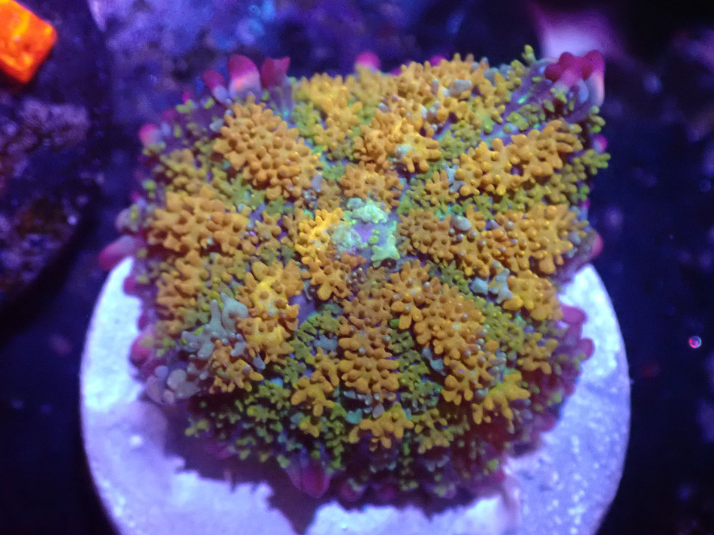 A2 Gonzo's Golden Dragon Mushroom 5/6