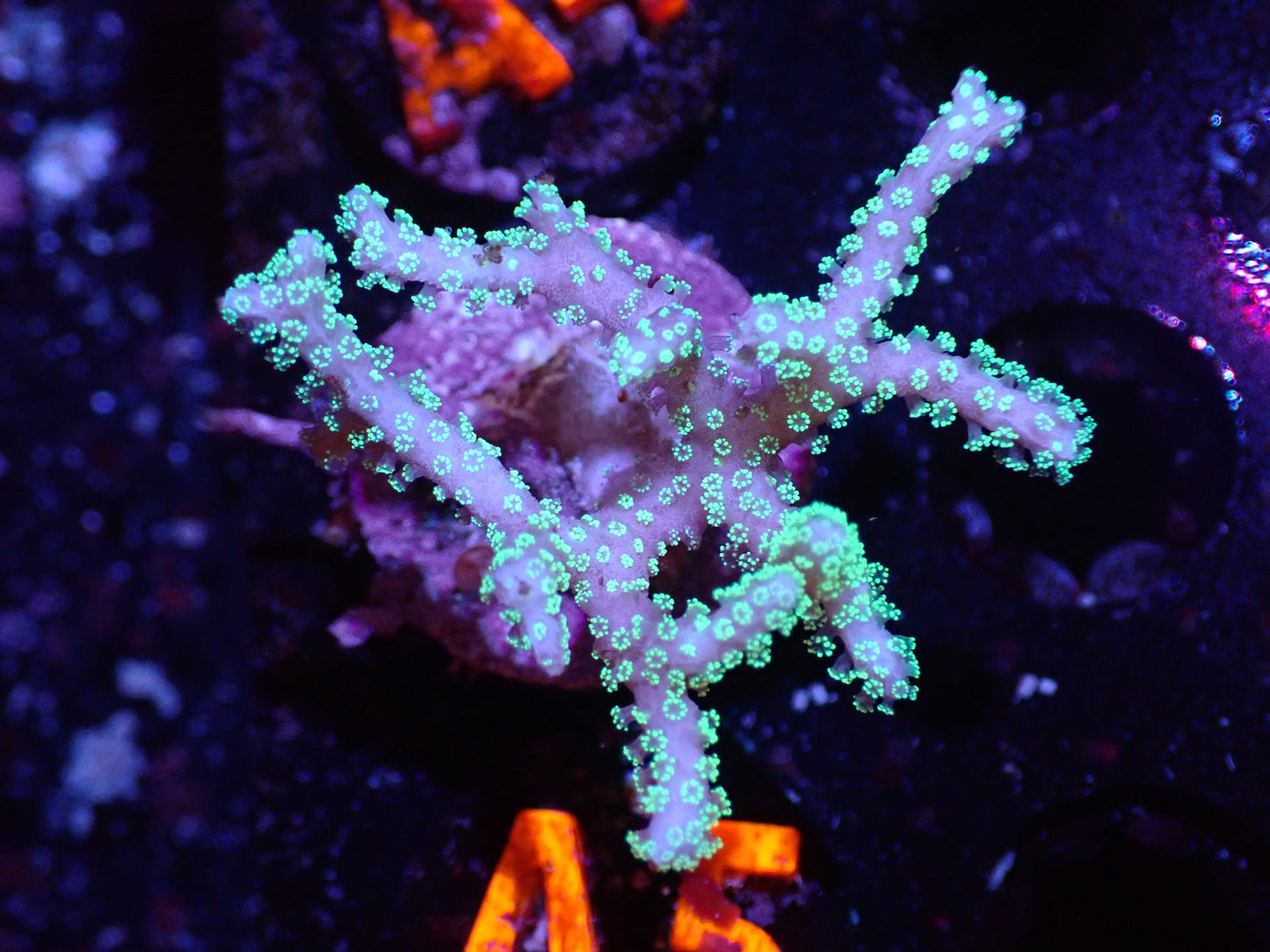 A5 Green Polyp Birdsnest 5/6