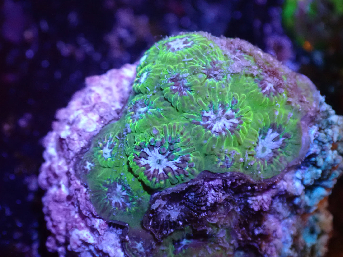 C3 Blue Eyed Girl Leptastrea 5/6