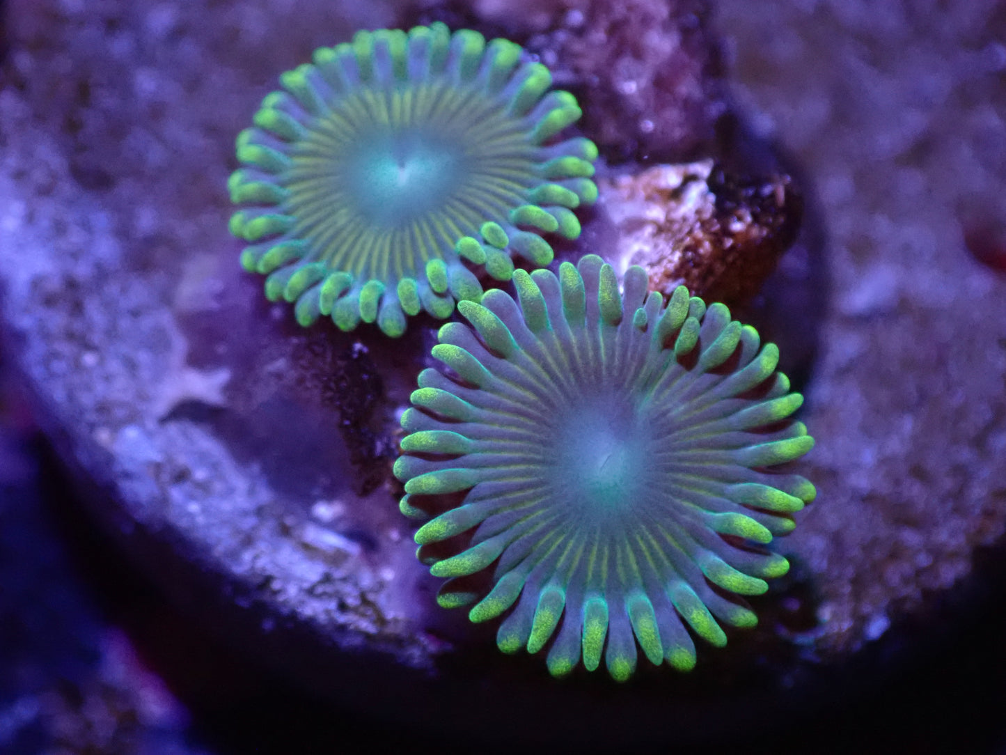 E4 Coralscoral.com Bulbasaur Zoa 5/6