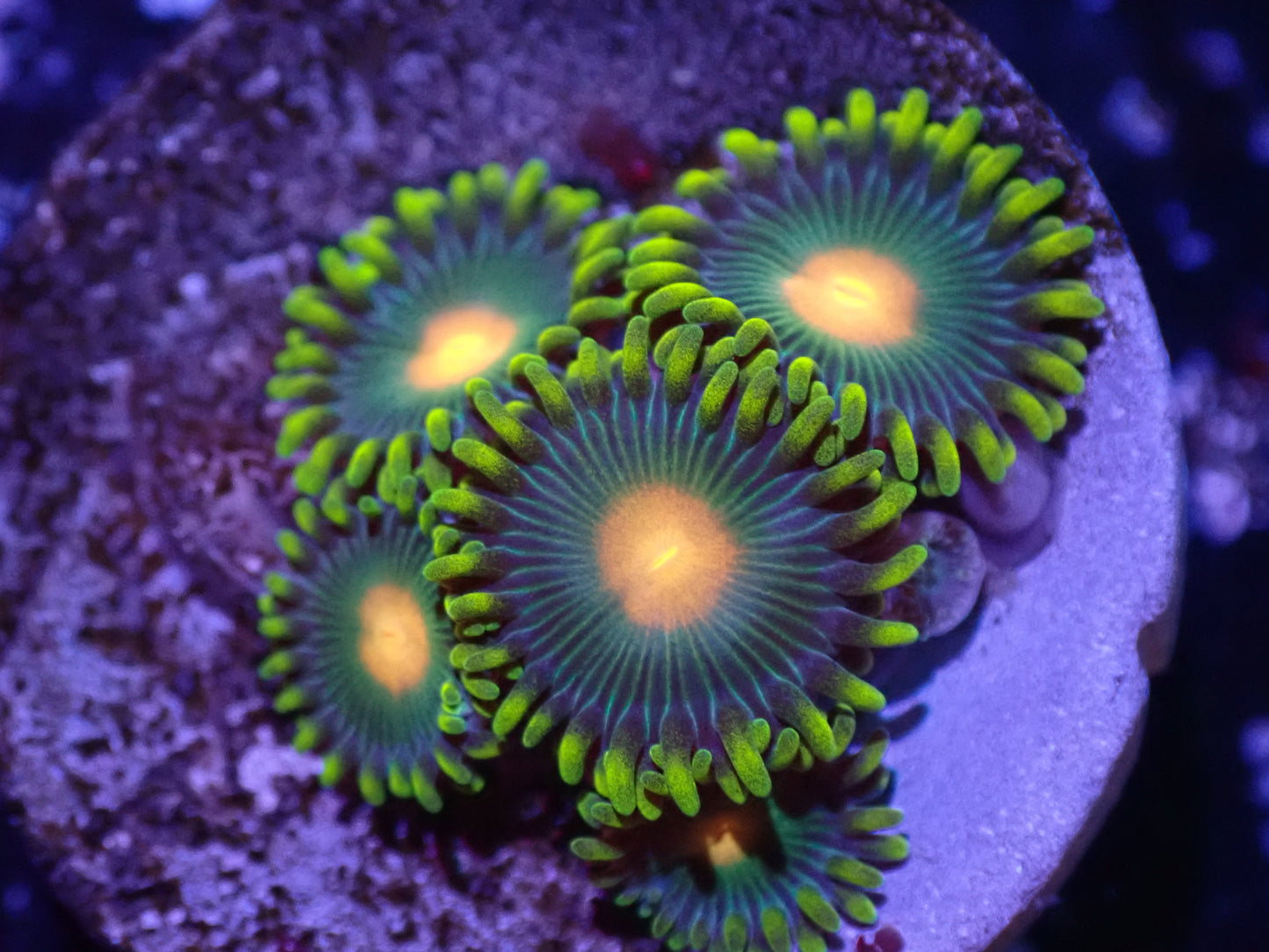 H6 Green Bay Packer Zoa 5/6