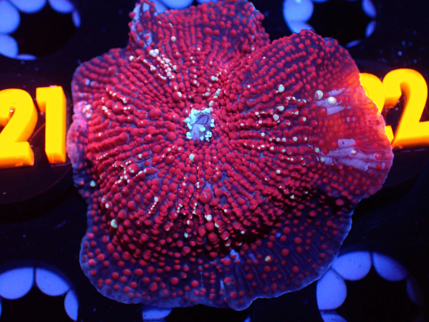 S21 Red Devil Mushroom 5/6