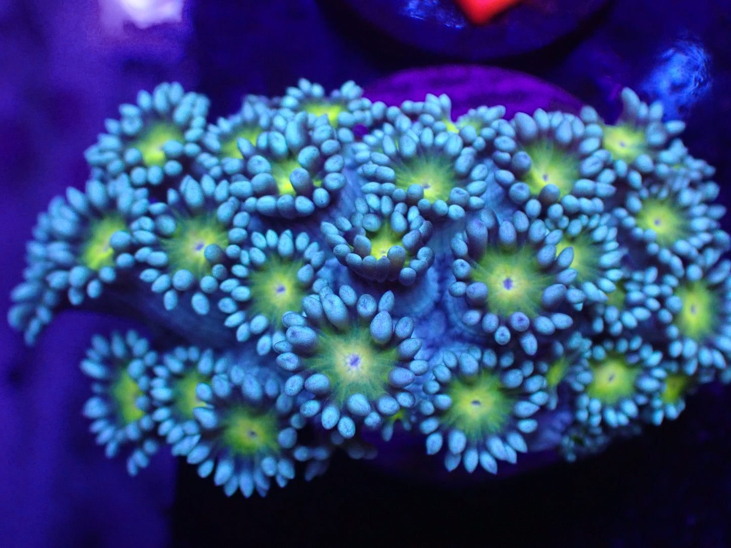 M1 Blue and Yellow Goni 5/6