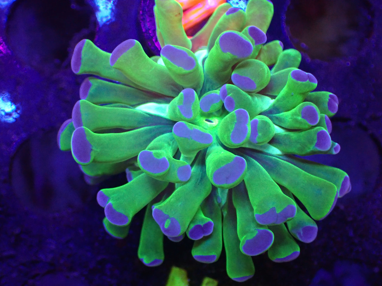 M2 Purple Tip Frogspawn 5/6
