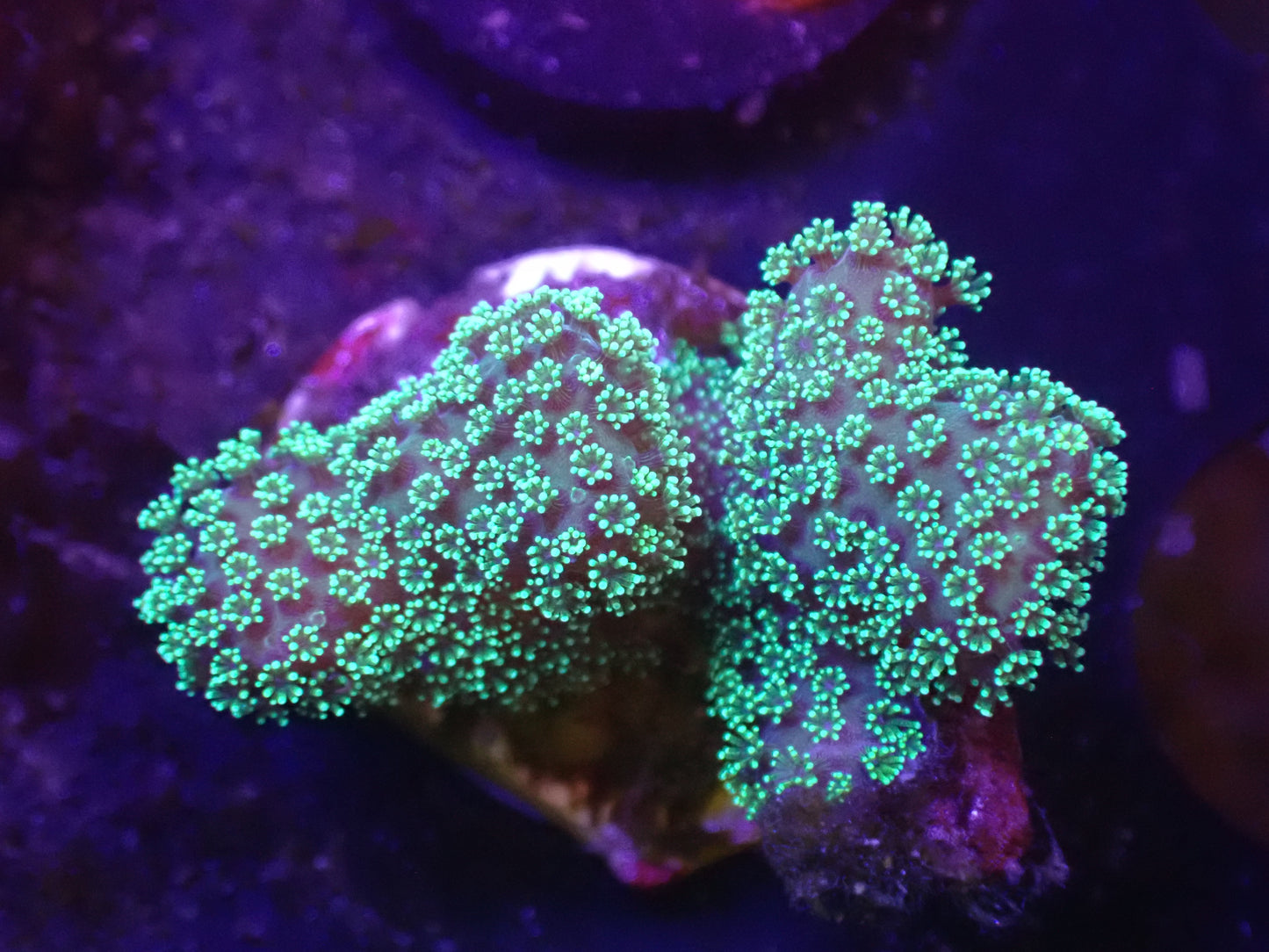 M5 Green Polyp Birdsnest 5/6