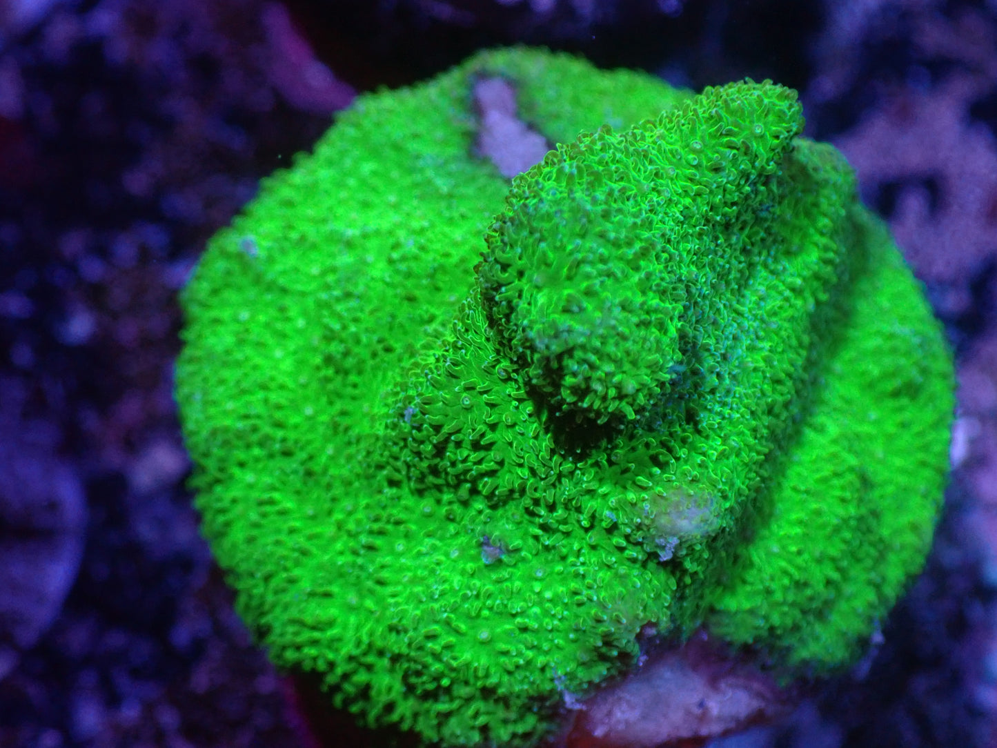 I2 5/13 Neon Green Psammocora