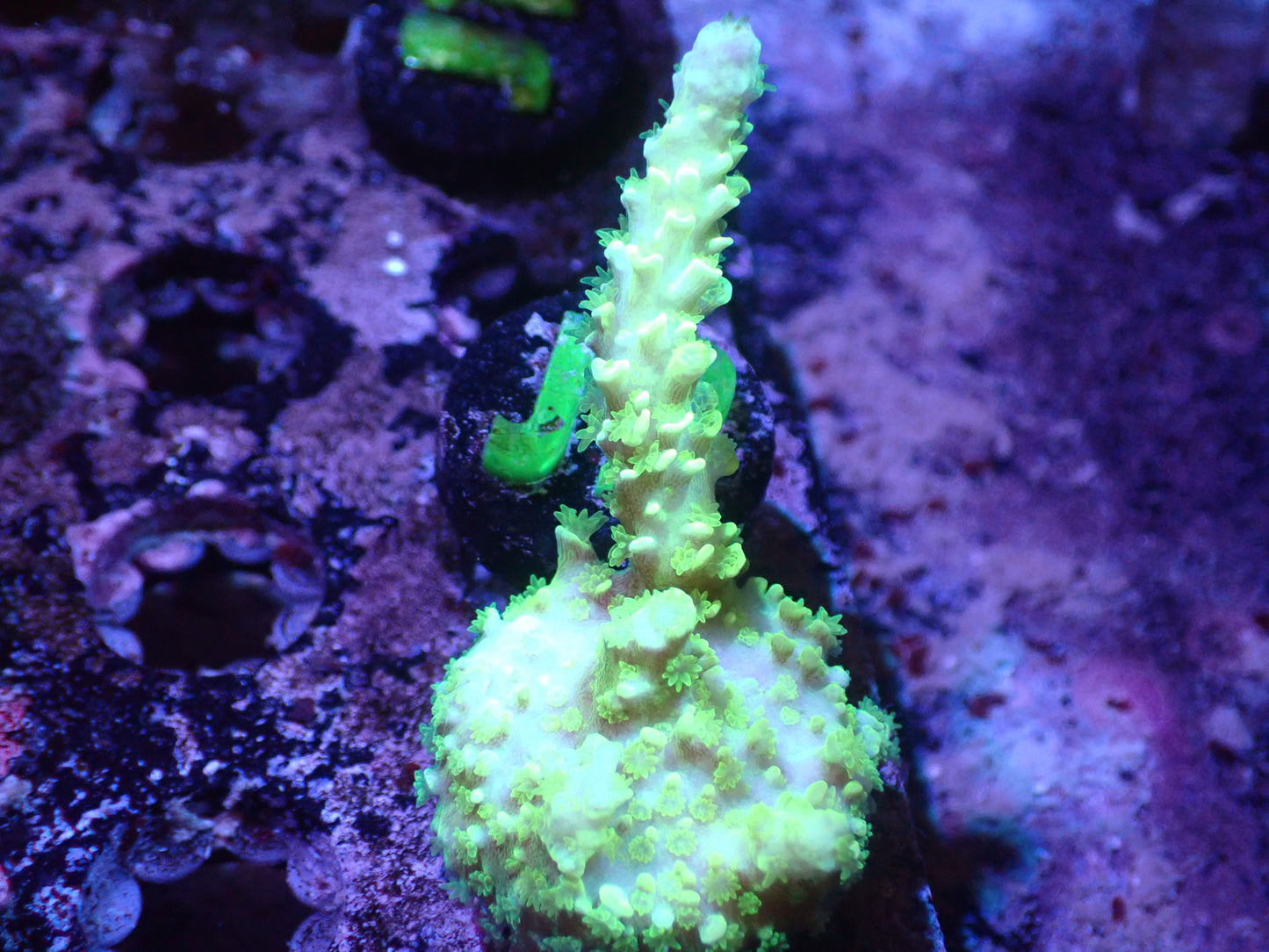 J3 5/13 Neon Green Acro