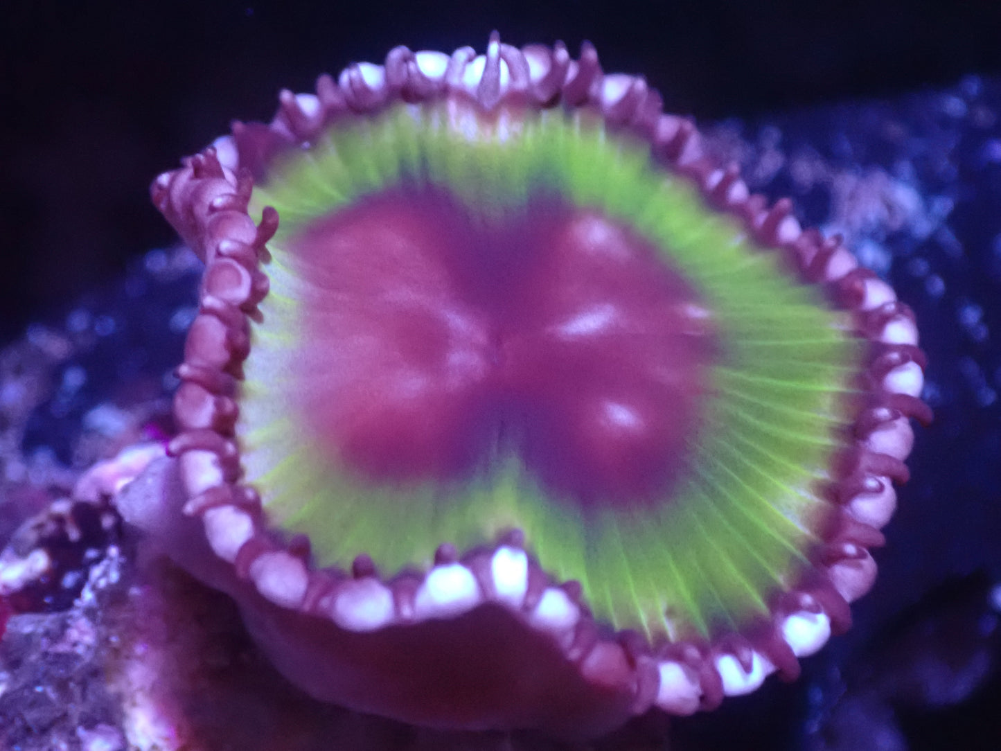 A1 5/23 Palythoa Grandis