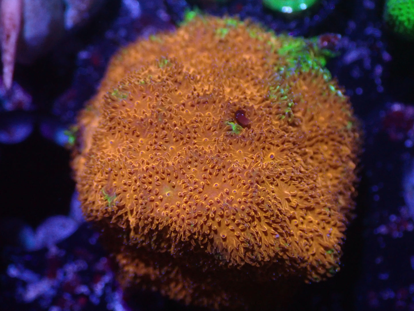 G6 5/20 Chicken Nugget Dreamland Pavona